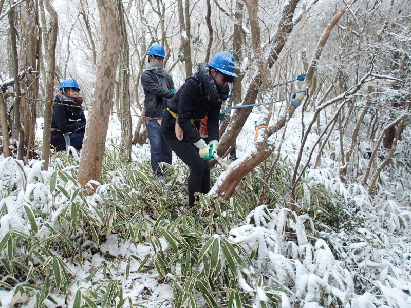 ４８－③雪の中でアセビノ伐採にチャレンジP1150030